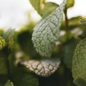 Fragranza menta verde