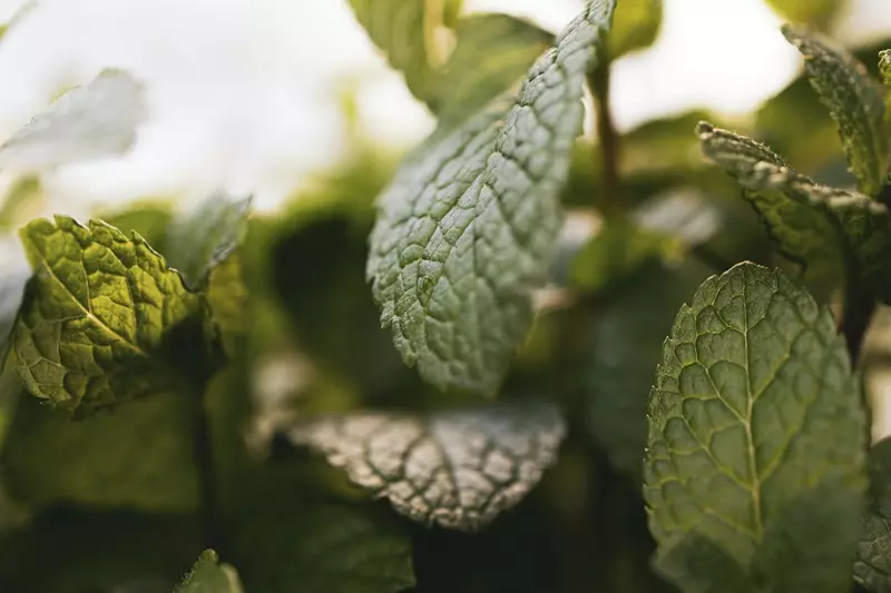 Fragranza menta verde