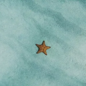Fragranza stella marina