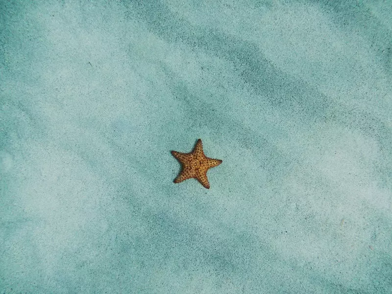 Fragranza stella marina