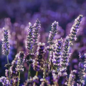 Fragranza lavanda pura Ricordi Olfattivi