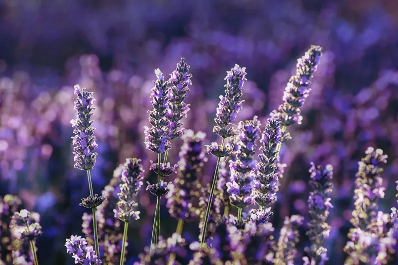 Fragranza lavanda pura Ricordi Olfattivi
