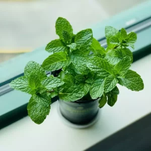Fragranza Menta Ricordi Olfattivi