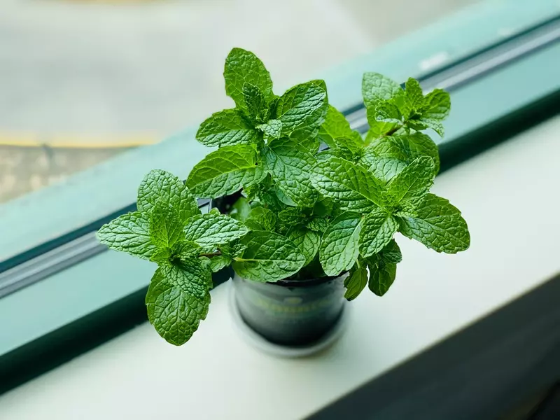 Fragranza Menta Ricordi Olfattivi