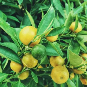 Fragranza Lemongrass Ricordi Olfattivi