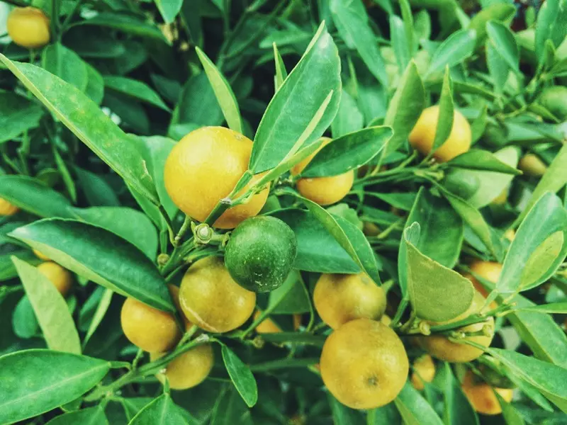 Fragranza Lemongrass Ricordi Olfattivi
