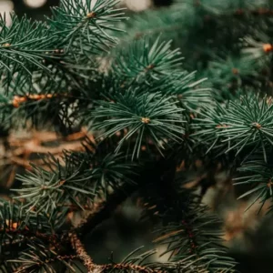 Aghi di pino fragranze di Ricordi Olfattivi