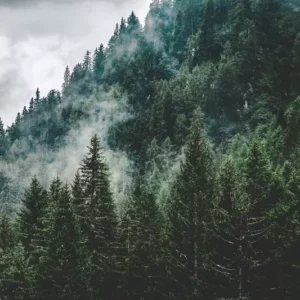 Fragranza pino di montagna Ricordi Olfattivi