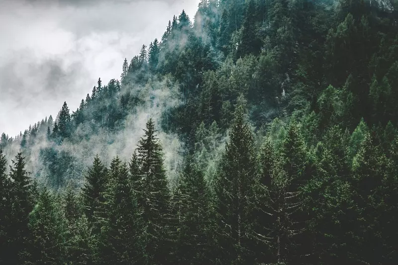 Fragranza pino di montagna Ricordi Olfattivi