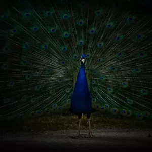Fragranza ferox Ricordi Olfattivi