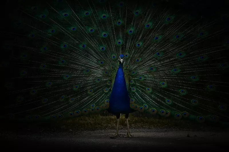 Fragranza ferox Ricordi Olfattivi
