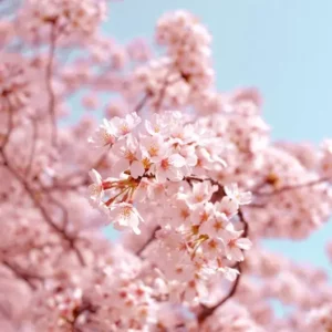 Fragranza Sakura Ricordi Olfattivi