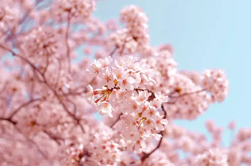 Fragranza Sakura Ricordi Olfattivi