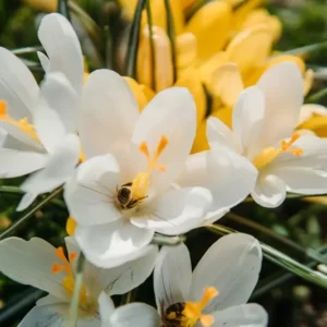 Fragranza Orange Blossom Ricordi Olfattivi