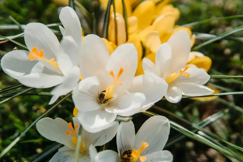 Fragranza Orange Blossom Ricordi Olfattivi