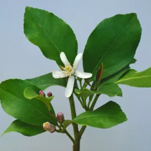 Fragranza fiori di tiglio Ricordi Olfattivi