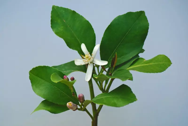 Fragranza fiori di tiglio Ricordi Olfattivi
