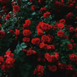Fragranza Rosa Garden Ricordi Olfattivi
