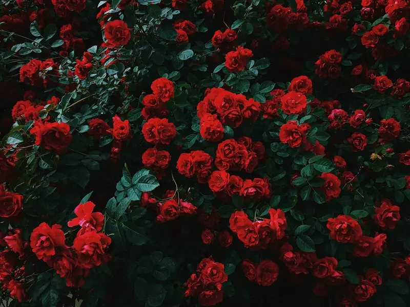 Fragranza Rosa Garden Ricordi Olfattivi