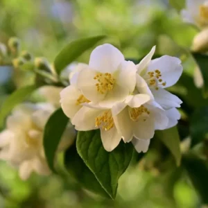 Fragranza Jasmine Blossom Ricordi Olfattivi