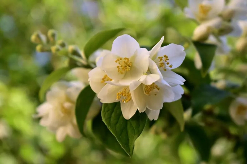 Fragranza Jasmine Blossom Ricordi Olfattivi